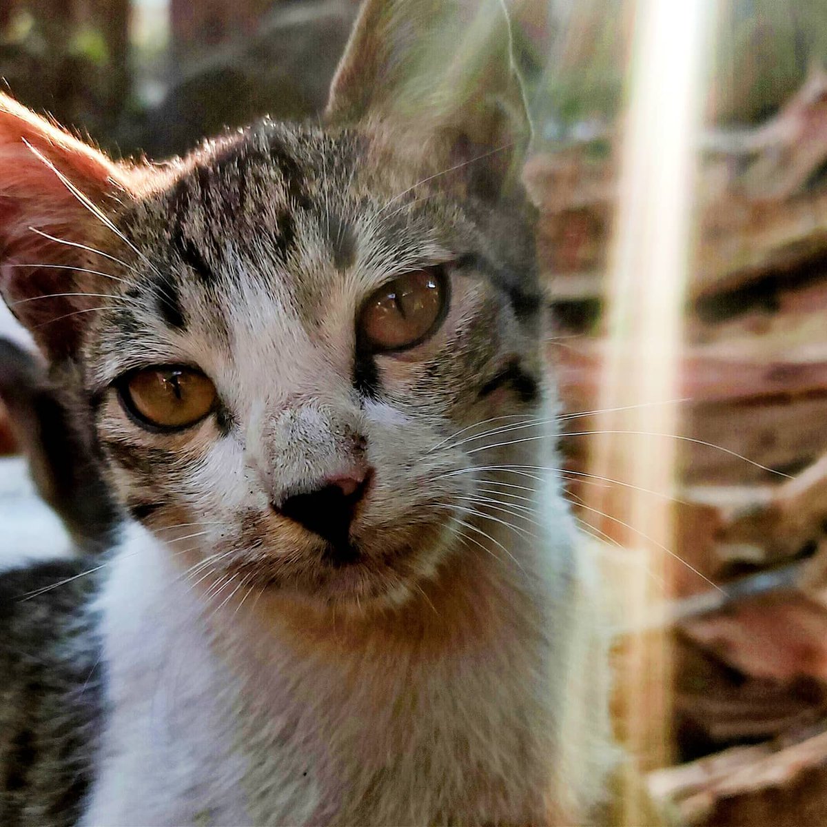 RafShaikh1's tweet photo. Cats are cutie that's way I shoot 🤭📸🐈😺

#kittys  #cats #photography #photographer #sceen #lifeclicks #creativeclicks https://t.co/O9hPUd6O0j