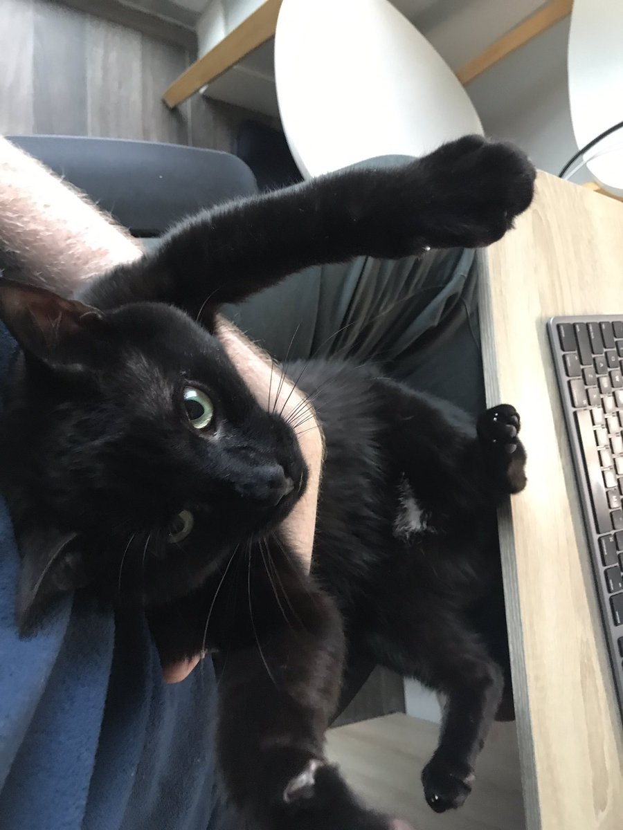 ScootJD's tweet photo. Someone is being a terror while I try listen to #AGU20 talks #petsofAGU https://t.co/oP6byuhusO