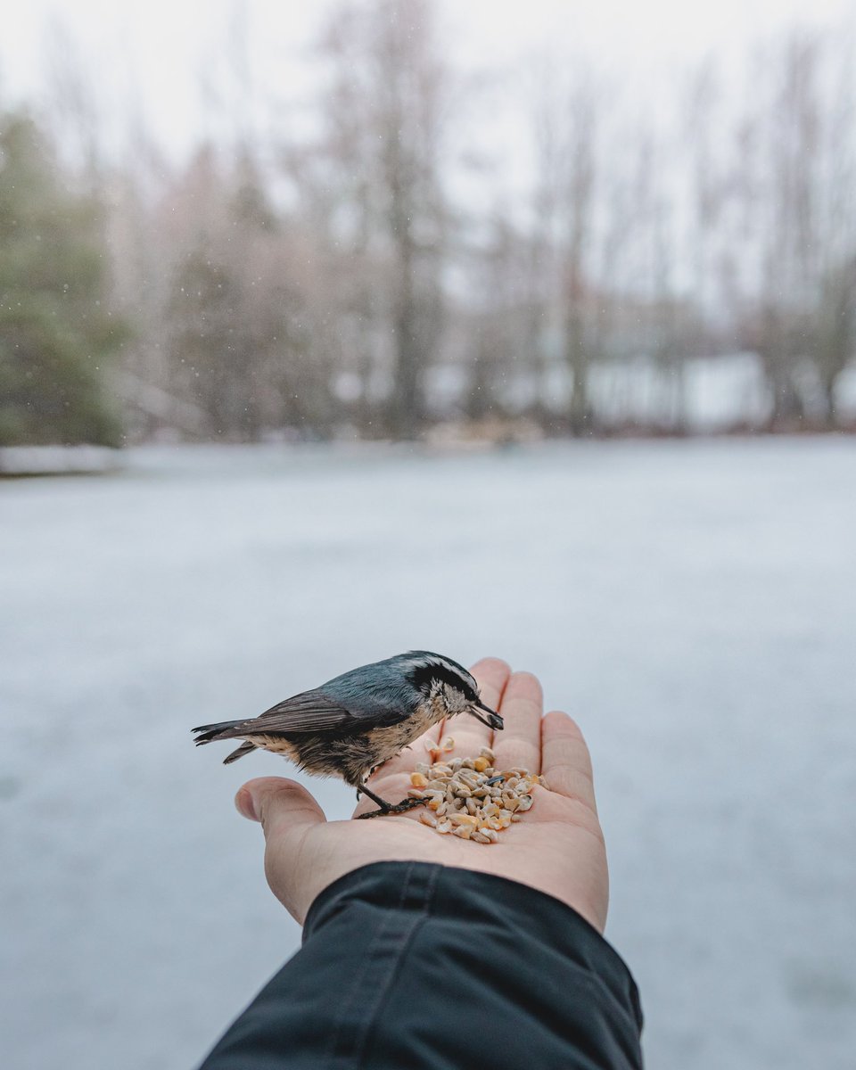 ryan8264's tweet photo. Red-breasted nuthatch (Sitta canadensis) 🐦 #birding #NaturePhotography #birdwatching https://t.co/4kQX3LCD9p