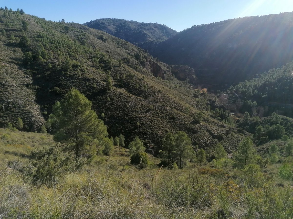 Estan muy duras pero da mucho gustao cuando hay suerte de hacerse con alguna de nuestras Reynas #Perdizsalbaje #Vivalacaza un saludo compañeros