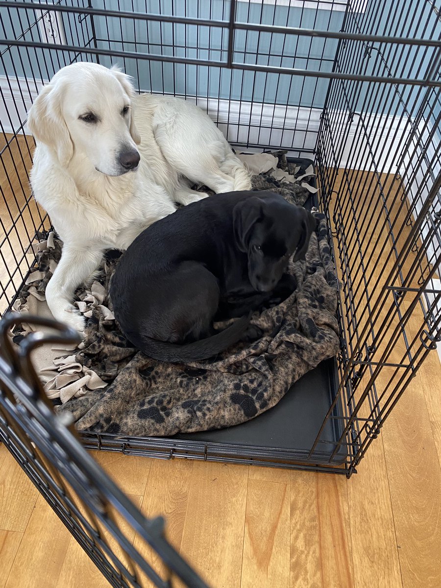willowkimtin's tweet photo. @GingerLoafTigs [buttercup, thomas, izzy &amp; moose, and willow! they are all the sweetest &amp; hope you feel better 💓💓] https://t.co/ld5r12w2ng