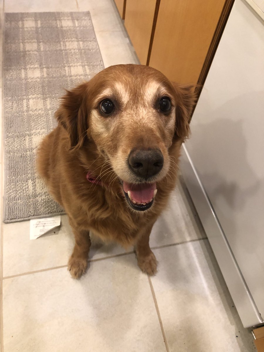 willowkimtin's tweet photo. @GingerLoafTigs [buttercup, thomas, izzy &amp; moose, and willow! they are all the sweetest &amp; hope you feel better 💓💓] https://t.co/ld5r12w2ng