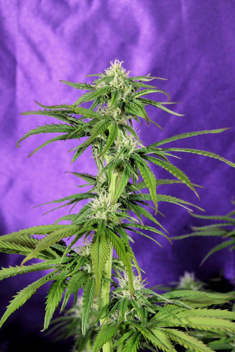 Greenseedtests's tweet photo. #Kritic_Auto de @KannabiaSeeds @IntKannabia sexta semana de unas nueve o diez, se ha convertido en una planta de tamaño medio/grande sesenta centímetros, parece que ya no crecerá más, hecha flores por todos lados y empieza a cerrarlas y a engordarlas, en unos días la vemos más. https://t.co/vlz61Bx39Q
