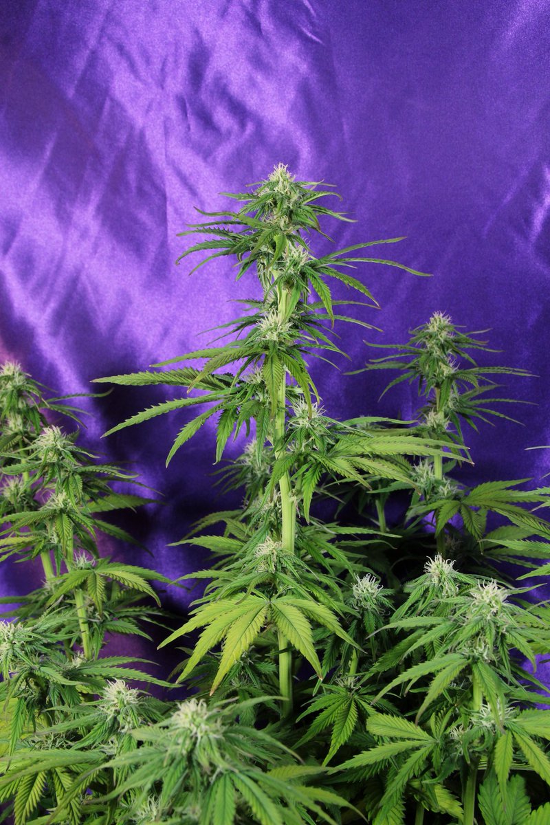 Greenseedtests's tweet photo. #Kritic_Auto de @KannabiaSeeds @IntKannabia sexta semana de unas nueve o diez, se ha convertido en una planta de tamaño medio/grande sesenta centímetros, parece que ya no crecerá más, hecha flores por todos lados y empieza a cerrarlas y a engordarlas, en unos días la vemos más. https://t.co/vlz61Bx39Q