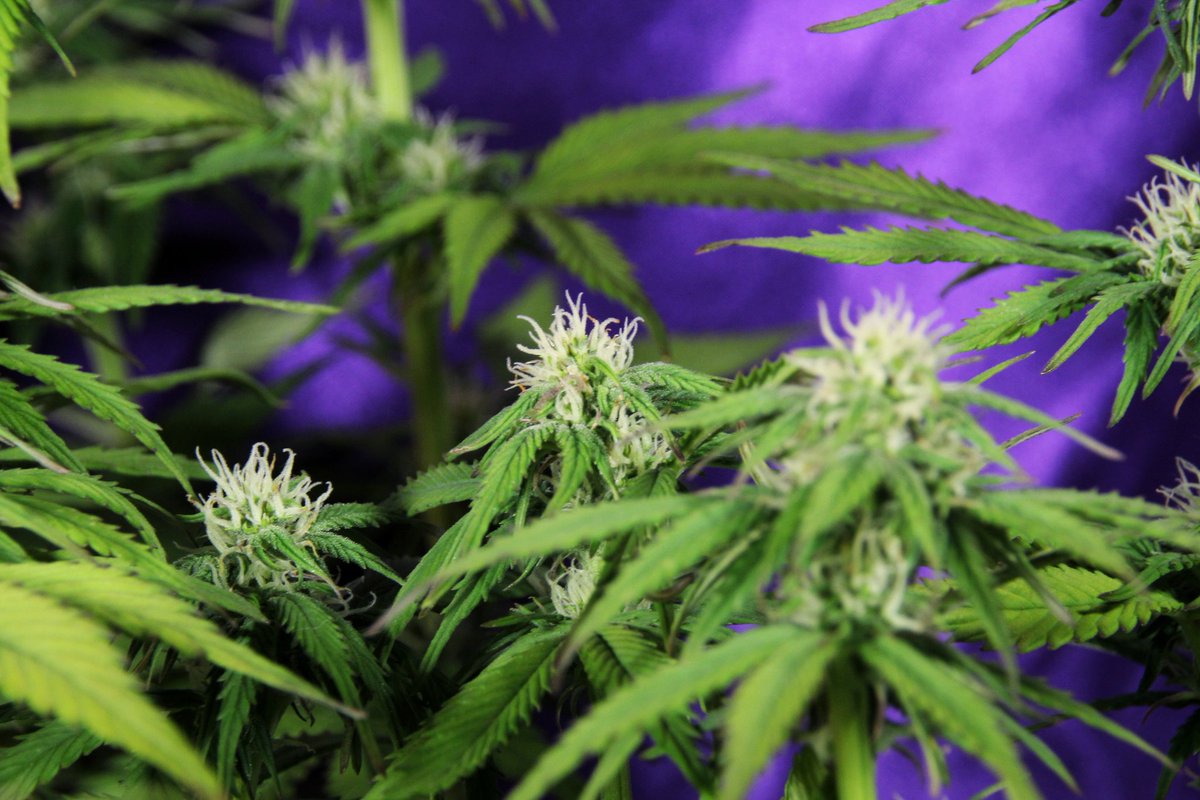 Greenseedtests's tweet photo. #Kritic_Auto de @KannabiaSeeds @IntKannabia sexta semana de unas nueve o diez, se ha convertido en una planta de tamaño medio/grande sesenta centímetros, parece que ya no crecerá más, hecha flores por todos lados y empieza a cerrarlas y a engordarlas, en unos días la vemos más. https://t.co/vlz61Bx39Q