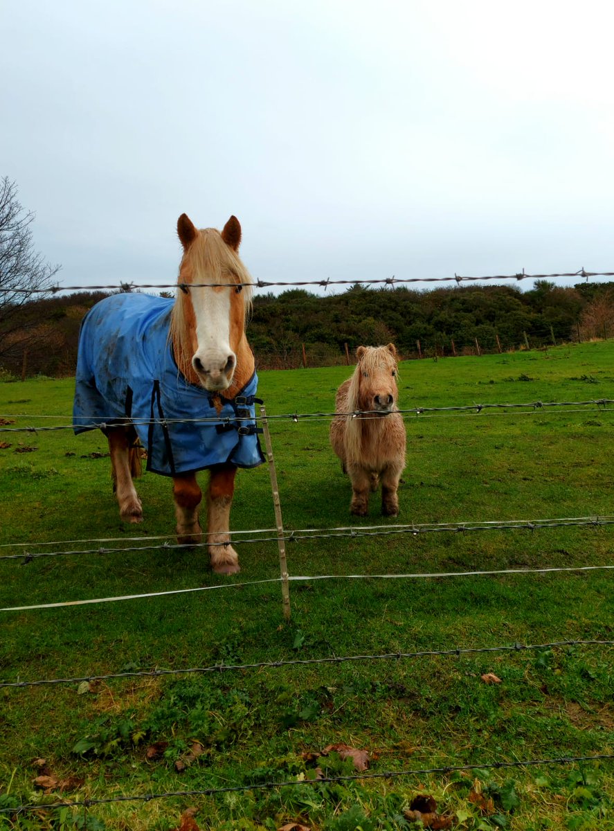 Here's a couple of Ponies 🖤 #exploringscotland #ponies
