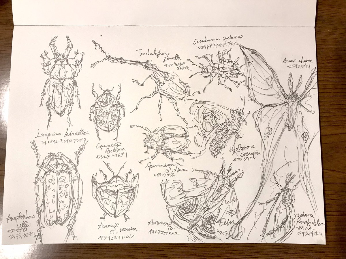 「とんでもない甲虫」「きらめく甲虫」「世界の美しい蛾」からクロッキー。
ずいぶん個性的な感じになりました。 