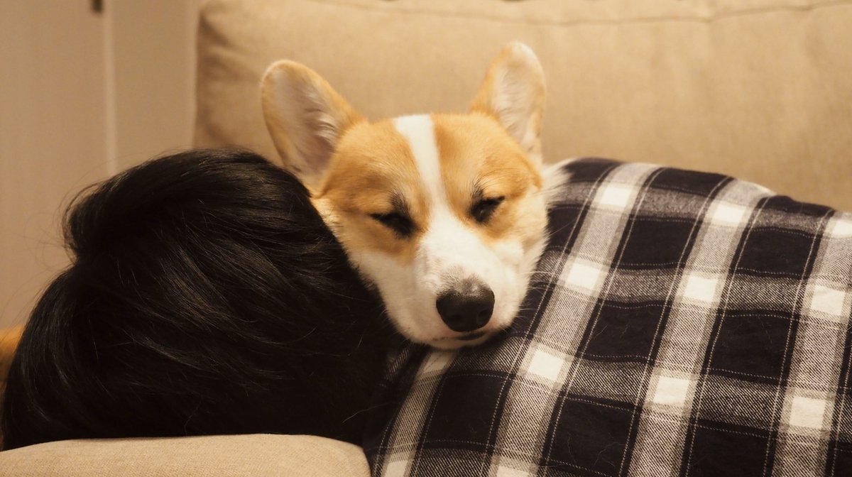 たお なんかウケるな コーギー コーギーのいる暮らし