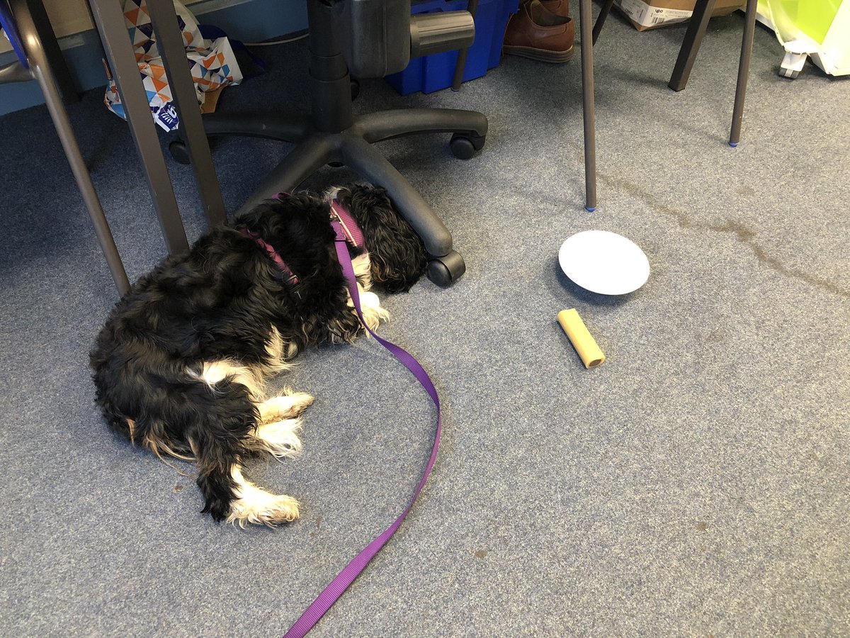 danniart85's tweet photo. Well, last day physically at work until the new year- now from home only to teach remotely- I’m sure she will be just as bored still 😂 #DogsofTwittter #remoteteaching #teamslessons https://t.co/JFpxji87Qe