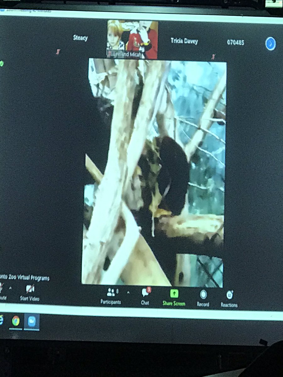 Simcoejps's tweet photo. Virtual field trip with the Toronto Zoo #torontozoo #zoo https://t.co/fNESZz7sbF