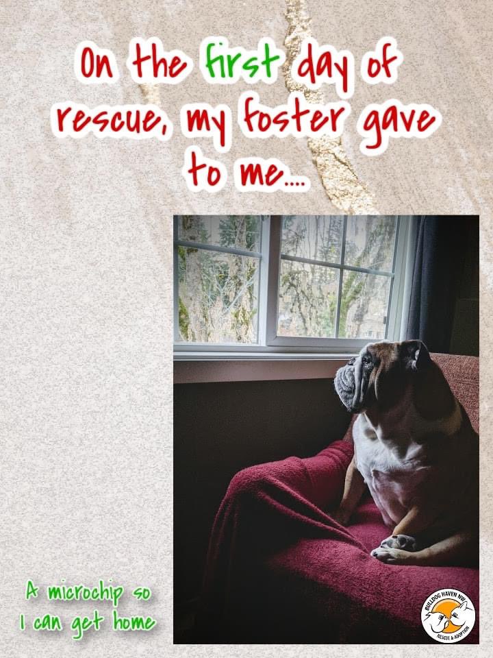 BulldogHavenNW's tweet photo. #HappyHolidays! Yep, we're doing this! Our own 12 days of Christmas, rescue style!
"On the first day of rescue, my foster gave to me... A microchip so I can get home."
Stay tuned for the rest of our 12 days!
#bulldoghavennw #12daysofchristmas
#12daysofrescue #microchip https://t.co/wobs1uKeYn