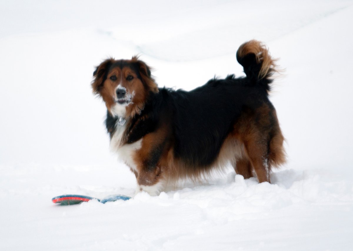 BuildingMadison's tweet photo. On Saturday Baxter said 19 degrees and 5" of snow will not deter us from going to the park and playing frisbee. He has expectations. My little snowface dog π #Baxter #dog #dogslife #dogincharge #expectations #snow #frisbee #doglovers #dogsoftwitter https://t.co/a3wLyAXNjb