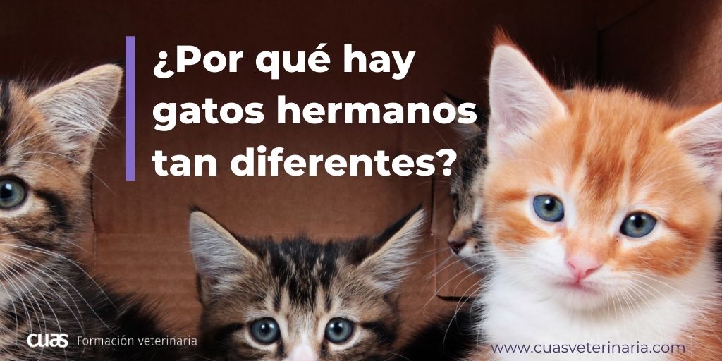 cuas_vet's tweet photo. ¿Por qué hay gatos hermanos tan diferentes?

🙀🙀🙀Te lo contamos en este artículo:
https://t.co/hUBae3mbPK

#gato #gatitos #gatobebe #gata #AdoptaNoCompres #veterinaria #atv #gatoespaña #barcelona #andalucia #madrid #valencia #cats #veterinarymedicine #cuas #lovecats #vetlife #g https://t.co/Foojpozcxe