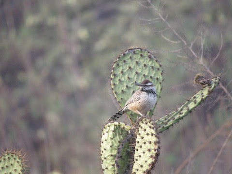 BresslerSamuel's tweet photo. A cactus wren hanging around in the one corner of my city where they still persist, the West Coyote Hills. Part of the property still threatened by development. https://t.co/PwYW1SFftd