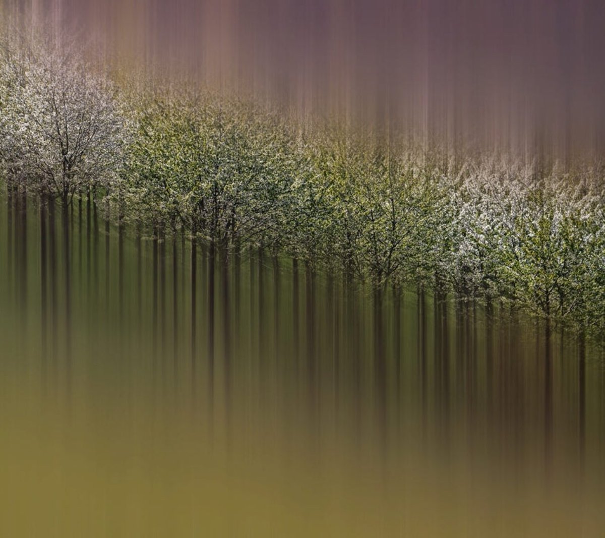 Silena Lambertini #photography