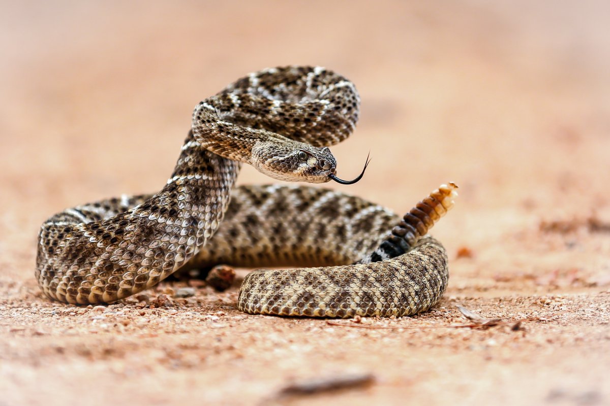 Many fear this species and don't understand they are extremely important in the ecosystem by controlling small mammal populations, which in turn prevents crop damage by rodents and the spread of diseases. 

Photo by Heather Eaton

#texassnakes
