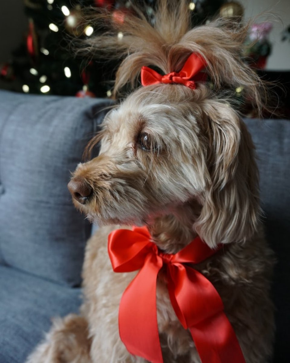 DoolittlesDogHS's tweet photo. On the second day of Christmas, my owner gave to me, two pretty bows!

#Doolittlesdoghouse #happyholidays #cutedogs #puppy #love #redbows #cagefreeboarding https://t.co/dZGYHmI28f