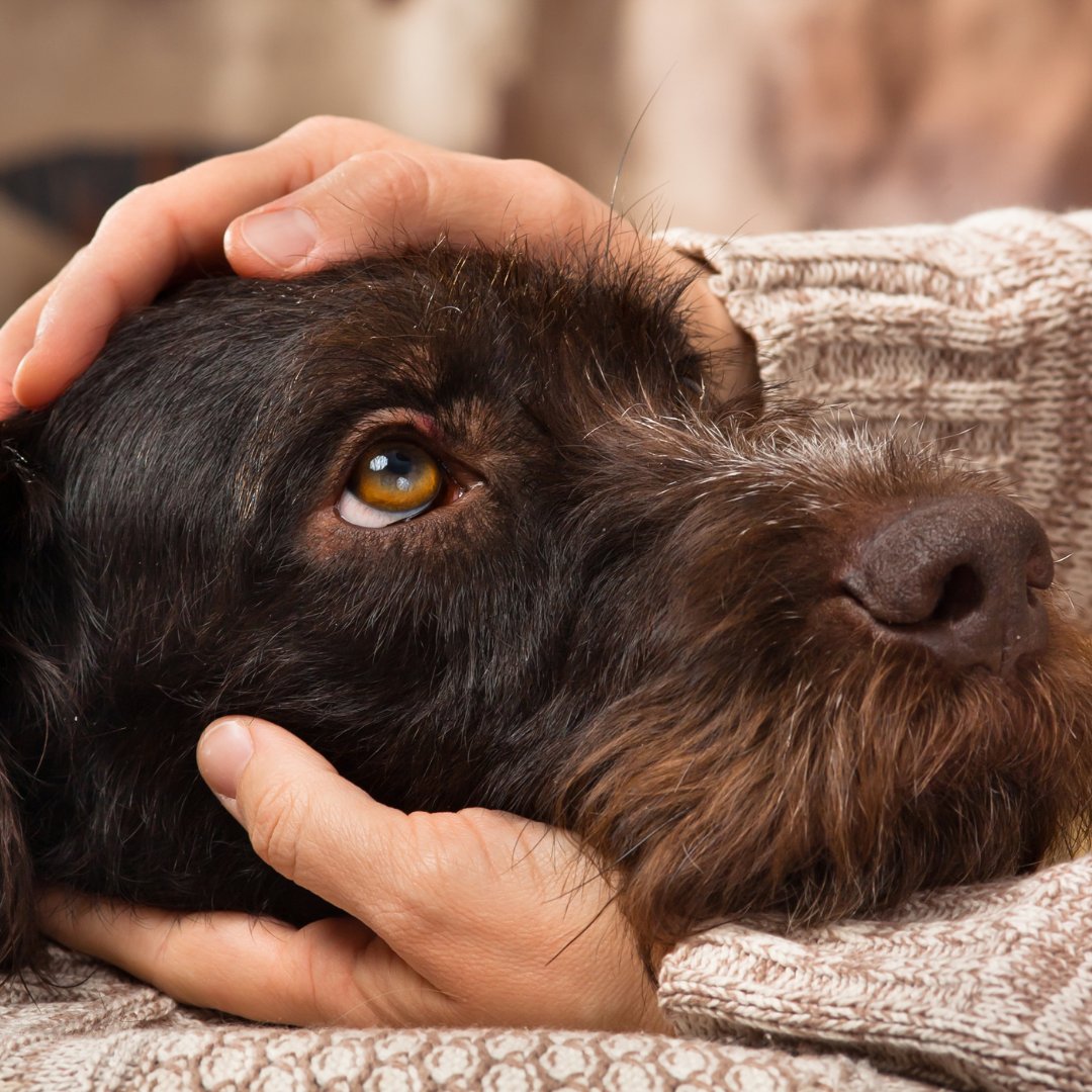 EskenaziHealth's tweet photo. #PetAppreciationPost 🐶🐱 Pets have been a source of #socialinteraction and #touchaccess for owners stuck in quarantine. #EskenaziHealth’s #PetTherapy program sends a special thank you to our furry friends who have helped manage the mental health and well-being many. https://t.co/gu3hmaTeAd