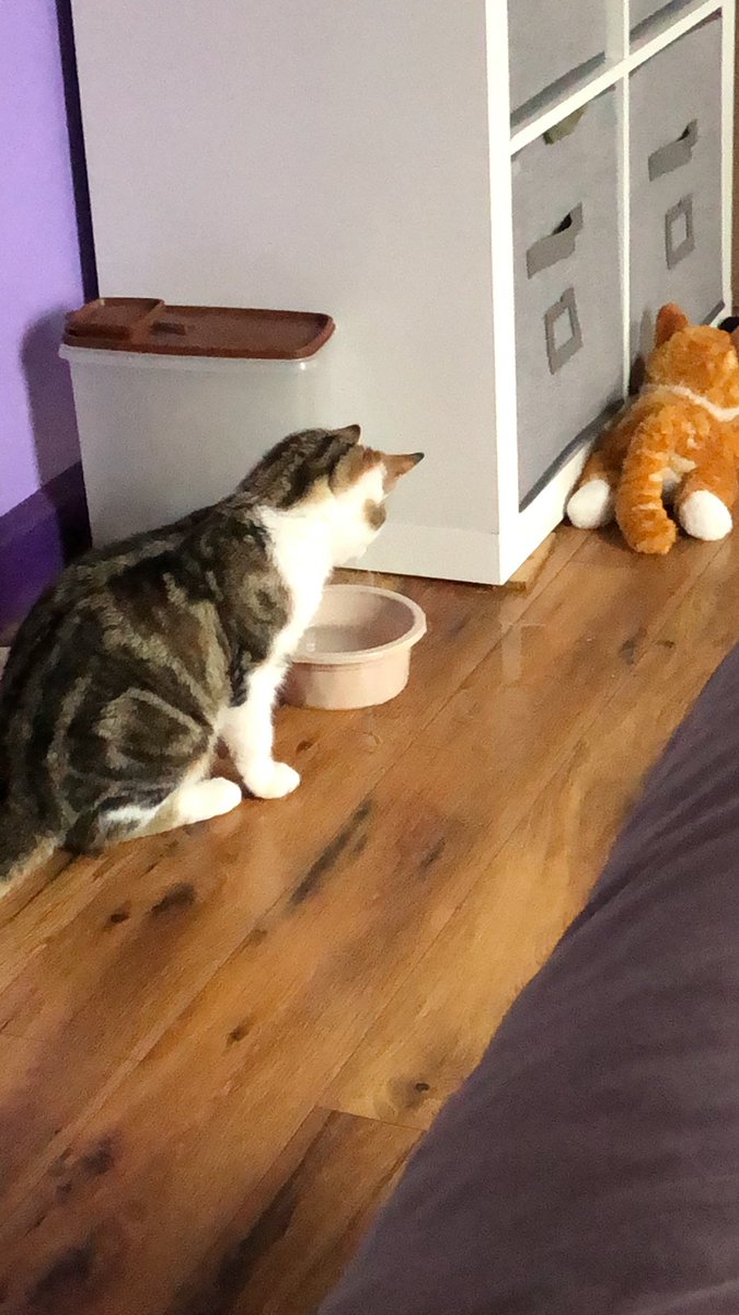 fancyfelines_'s tweet photo. at this moment, felix is entertaining himself by moving around the water bowl and spilling it on my floor. to be honest, i cant even be mad because it's very amusing 😹 #Cats #CatsOfTwitter https://t.co/np7EJ5dQ4G