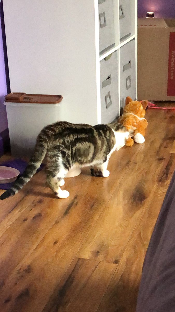 fancyfelines_'s tweet photo. at this moment, felix is entertaining himself by moving around the water bowl and spilling it on my floor. to be honest, i cant even be mad because it's very amusing 😹 #Cats #CatsOfTwitter https://t.co/np7EJ5dQ4G