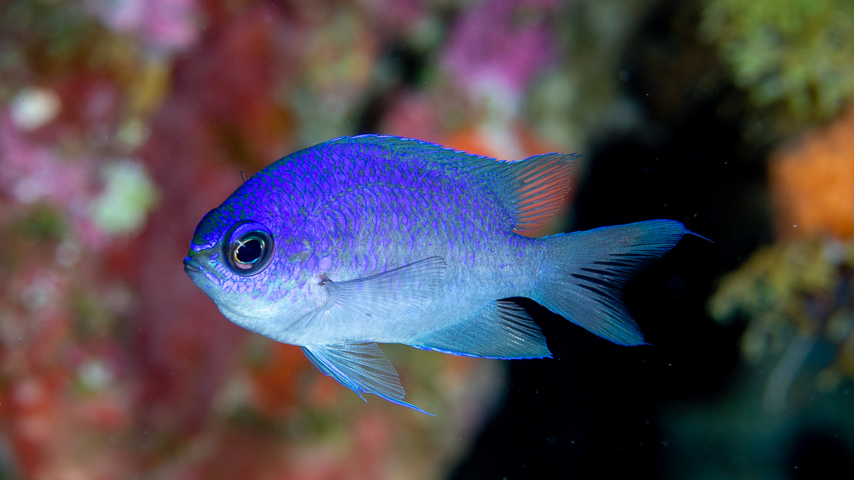 CoralReefFish's tweet photo. Our paper about the #mesophotic coral ecosystems of Fernando de Noronha, Brazil is out today! In it we report several new records for the island, including this beautiful Chromis scotti, and make the case for increasing the national park! https://t.co/bcLZ1rxUKg https://t.co/QZ2PMg4Jm9