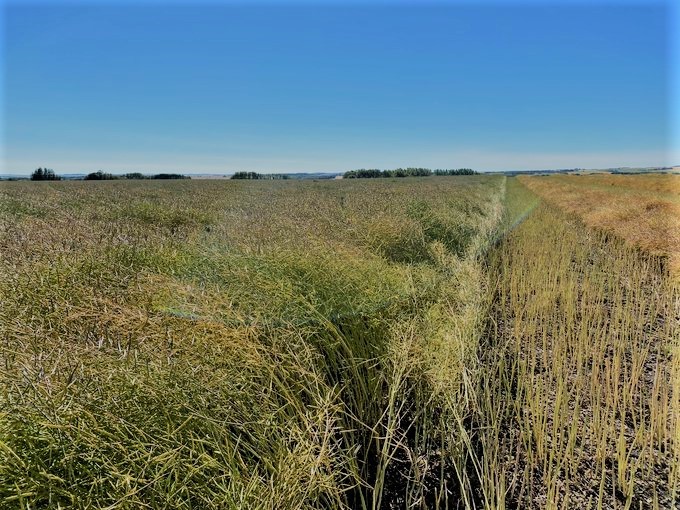 Days to maturity matters in Western Canada. #PV681LC (left) near Didsbury AB ready to swath 5 days earlier than competitor (right). PV 681LC is the earliest LL variety available, with exceptional yields &amp; standability. Contact your @NutrienAgCDA retail about flex acres. #plant21