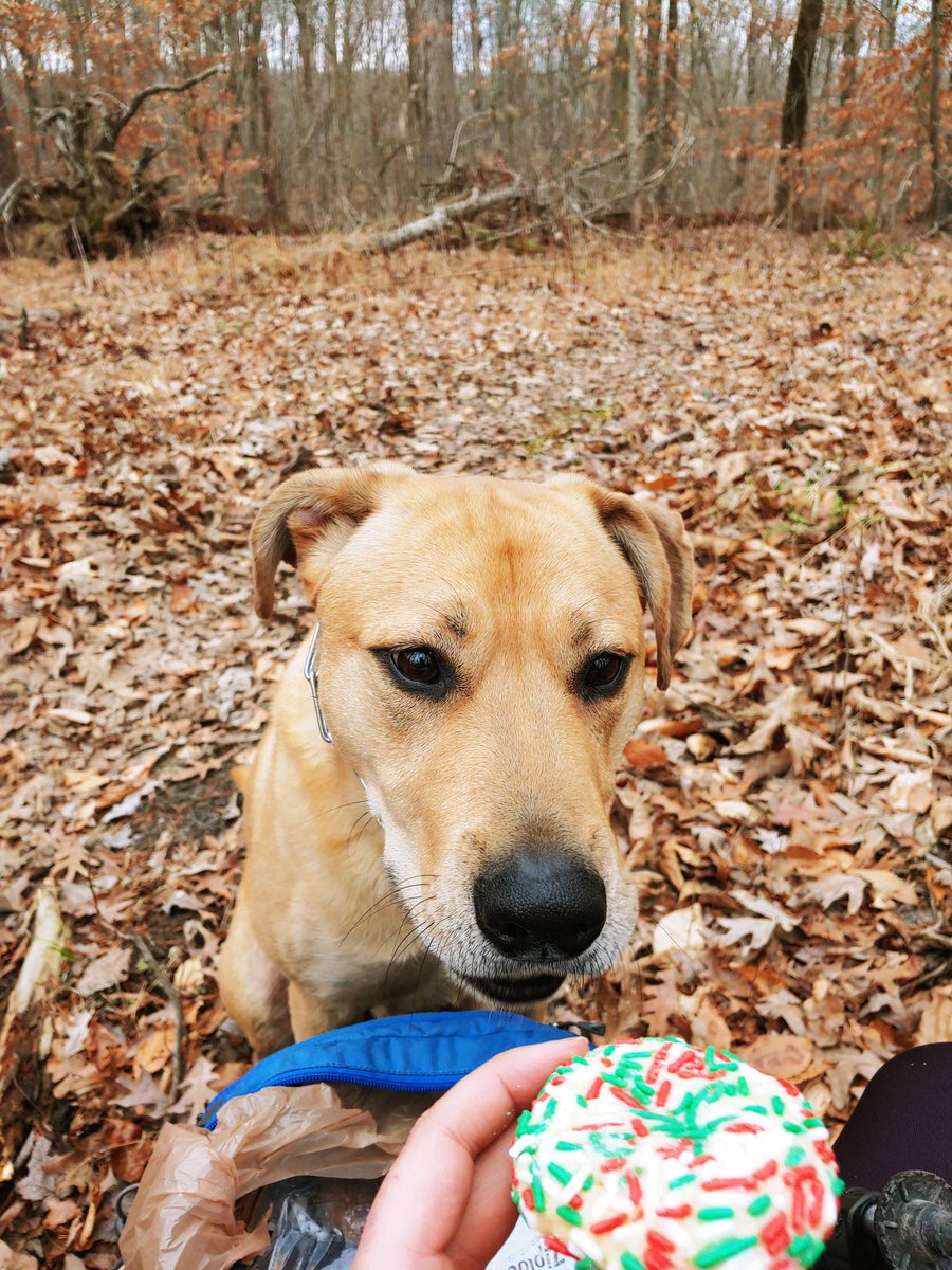 prayformydog's tweet photo. Pray for my dog, who does not understand why he can't eat my Christmas cookie. #myprecious #overmydeadbody https://t.co/Hug4jcFIUi