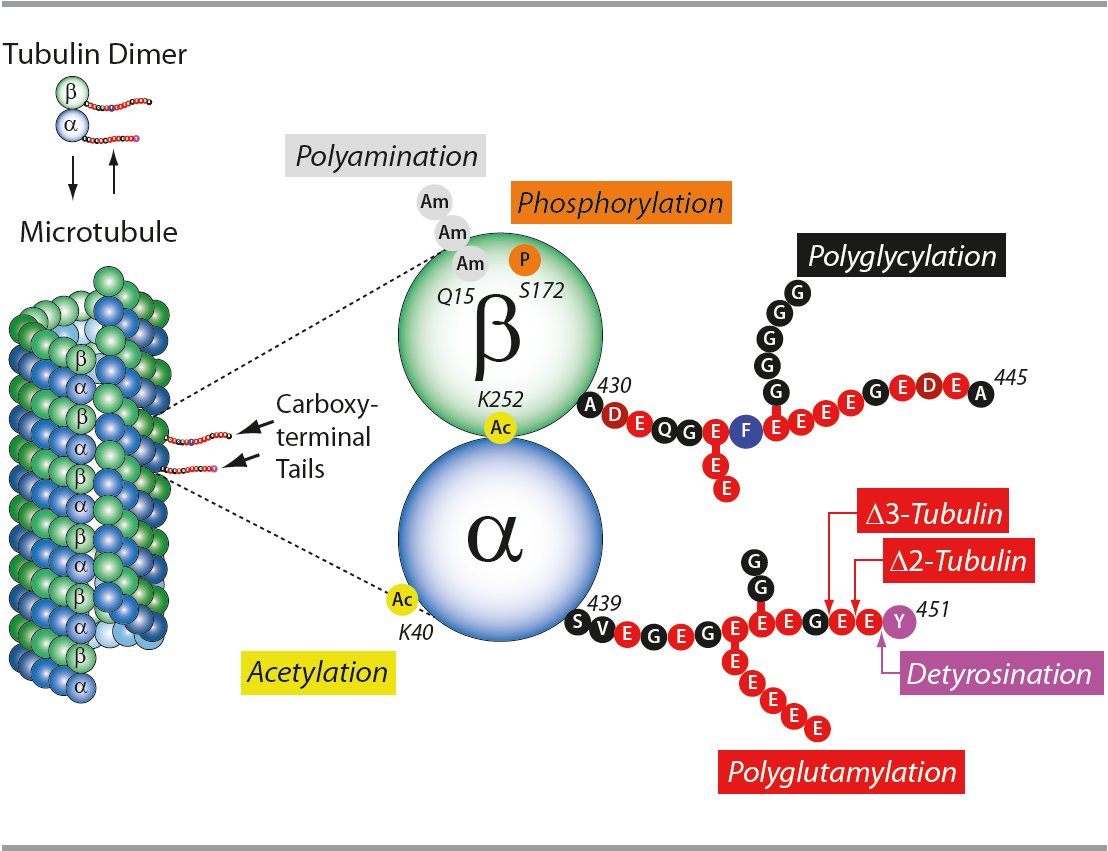 #Tubulins and microtubules are major substrates for Posttranslational modifications and are important for wound healing, neurogenesis, immune response and cancer.  Browse Adipogen’s comprehensive panel of unique reagents for #microtuble research: bit.ly/383SyNu