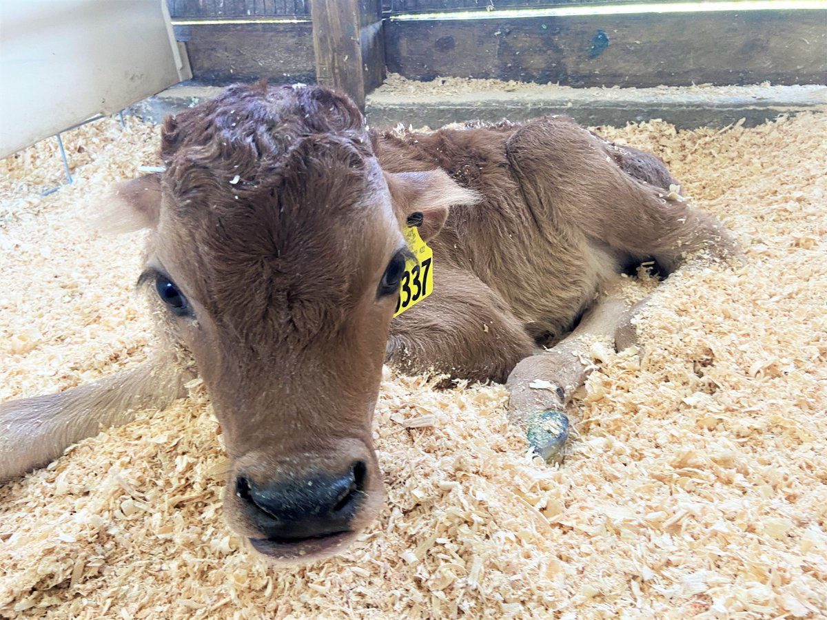 WI HS Library (@wihslibrary) on Twitter photo Our calf has a name!!! Welcome to CHEERIO the milk calf. Yes, we have adopted this beautiful little girl! Stop by the library for more info! <a href="/discover_dairy/">Discover Dairy</a> #CheerioTheCalf #WIHSProud <a href="/MrsBookNerd24/">Christine Maniscalco</a> <a href="/CraigGielarows1/">Craig Gielarowski</a> <a href="/KristinKelly321/">Dr. Kristin Kelly</a> <a href="/drbman12/">Dr. Bridgeman</a> Our calf has a name!!! Welcome to CHEERIO the milk calf. Yes, we have adopted this beautiful little girl! Stop by the library for more info! <a href="/discover_dairy/">Discover Dairy</a> #CheerioTheCalf #WIHSProud <a href="/MrsBookNerd24/">Christine Maniscalco</a> <a href="/CraigGielarows1/">Craig Gielarowski</a> <a href="/KristinKelly321/">Dr. Kristin Kelly</a> <a href="/drbman12/">Dr. Bridgeman</a>
