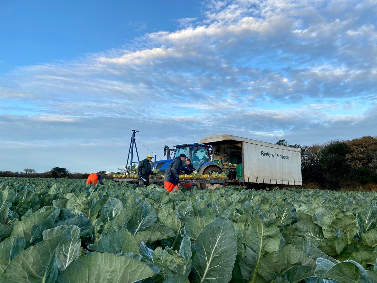 We are surrounded on three sides by the sea and the wind direction coming off the sea warms up in the winter and cools down in the summer. Our rainfall in Cornwall is also higher than in other parts of the country, so it gives us better conditions for growing brassicas in summer.