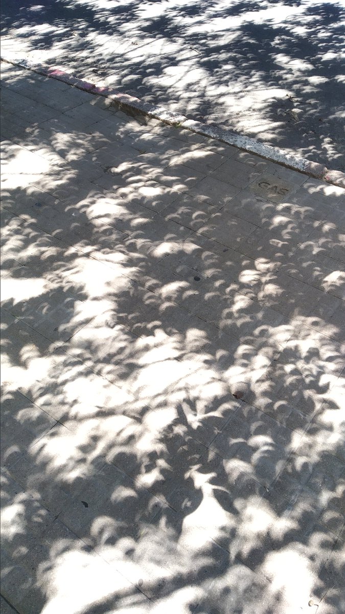 La sombra de los árboles ahora