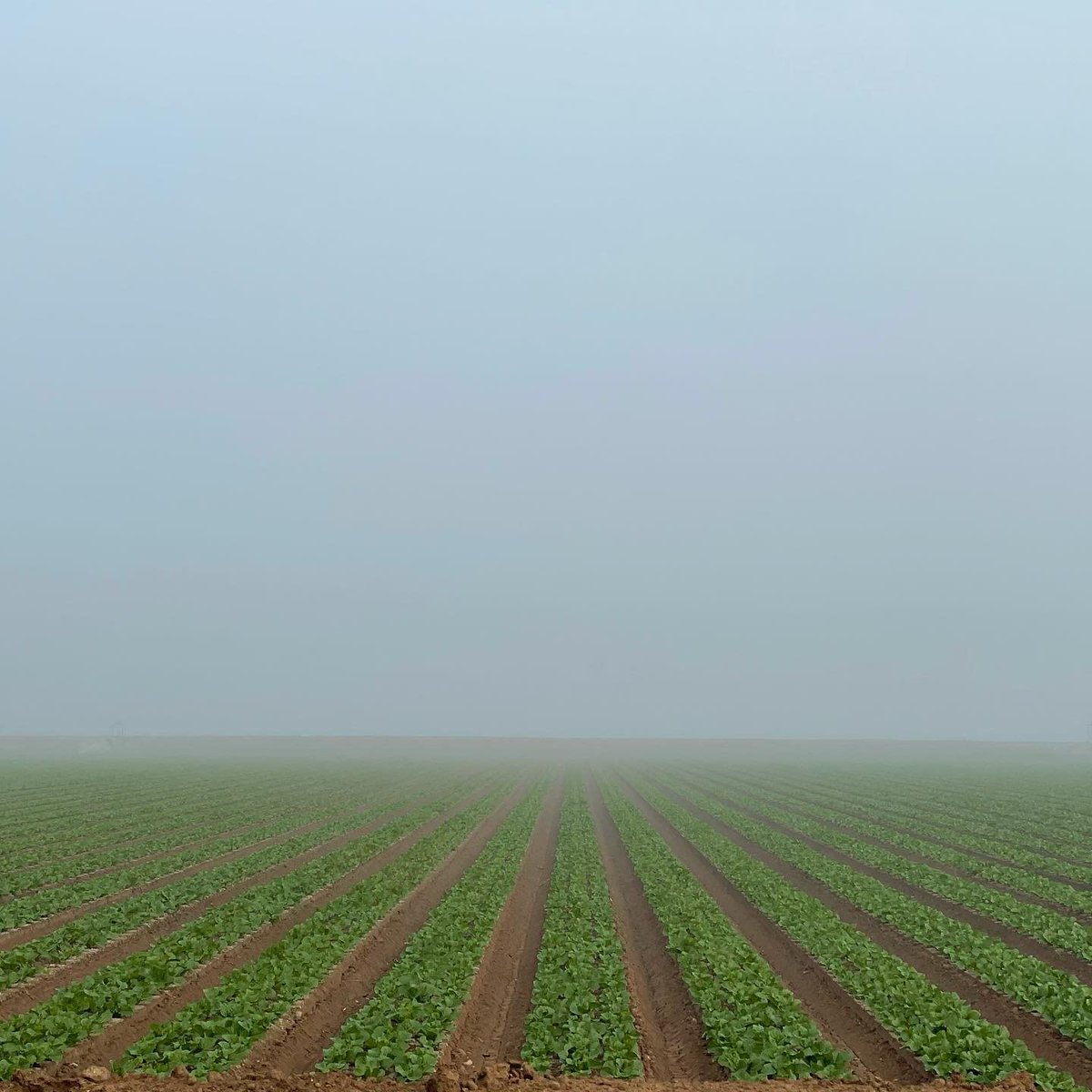 4FrontED's tweet photo. Agriculture in the Yuma area #FoodSafety 🥬🌱
https://t.co/52KXjDljC5

(📸 credit: Yuma Safe Produce Council) https://t.co/pK5Xc8c2wq