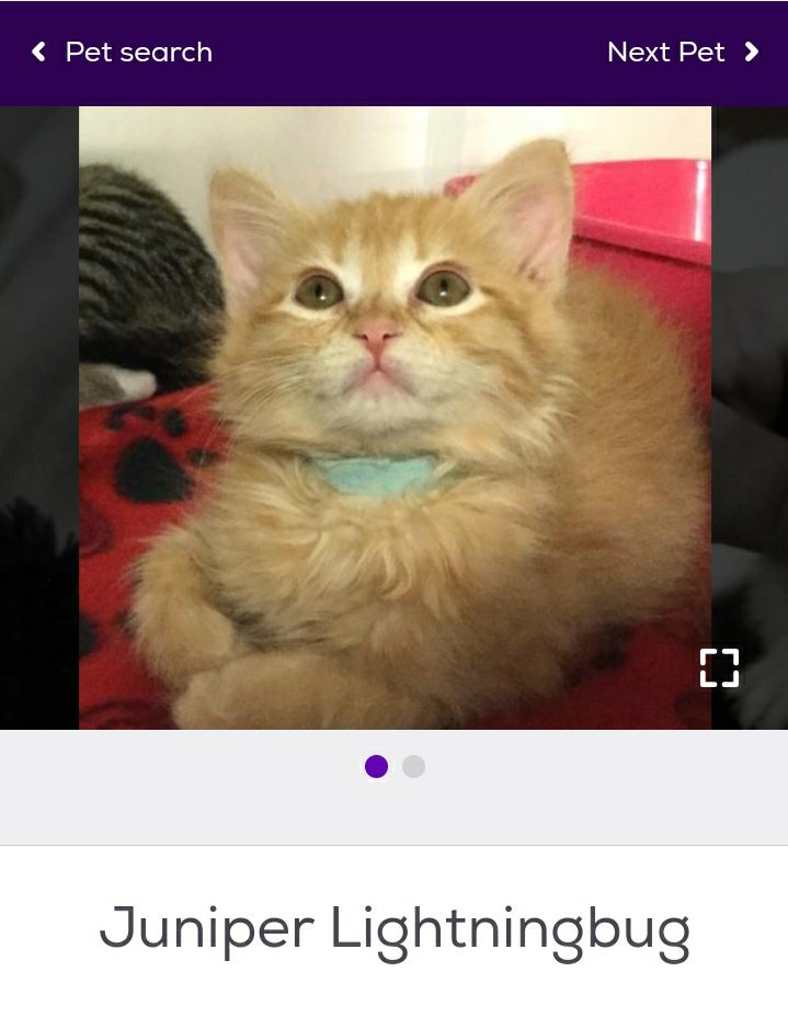 thread of cats i found on petfinder w cute and funny names;