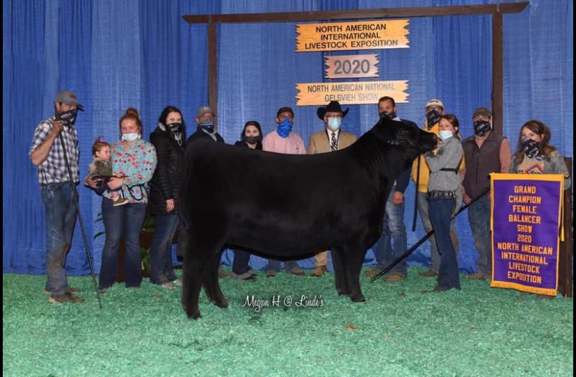 tssc121's tweet photo. The genetic event of the year is right around the corner. “All I Want for Christmas Sale” Dec 23rd. 40 lots of the absolute best generic lots will be offered. Catalog is posted: https://t.co/iv2F1YsoQg @TiceNate @ross_helms https://t.co/KAuui7pLex
