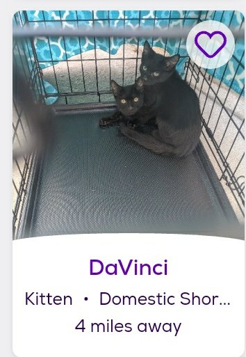 thread of cats i found on petfinder w cute and funny names;