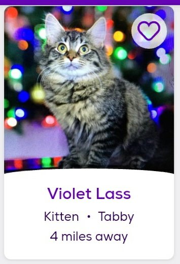 thread of cats i found on petfinder w cute and funny names;