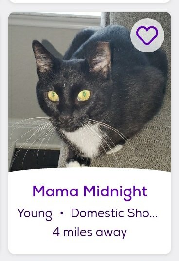 thread of cats i found on petfinder w cute and funny names;