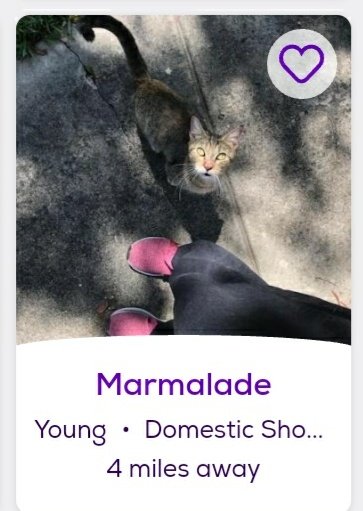 thread of cats i found on petfinder w cute and funny names;