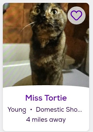 thread of cats i found on petfinder w cute and funny names;