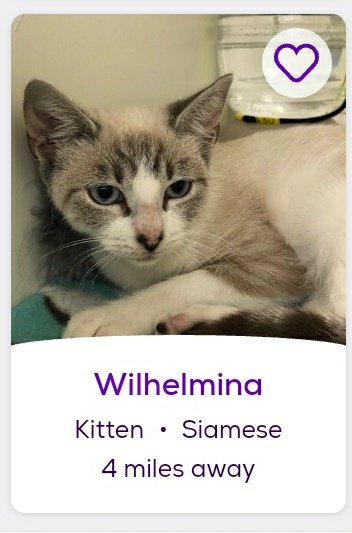 thread of cats i found on petfinder w cute and funny names;