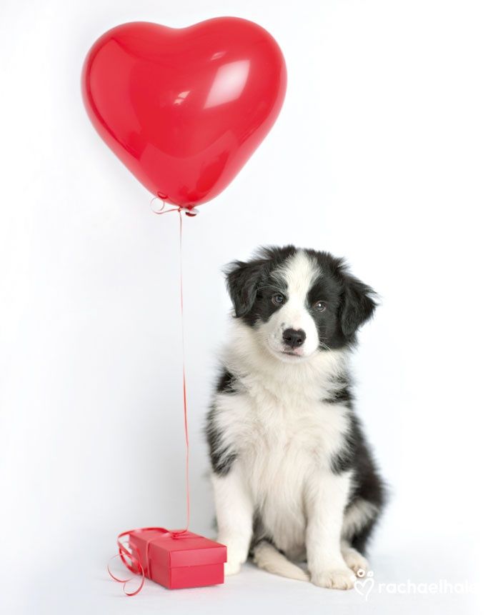 Coeur de Pirate as puppies tweet media