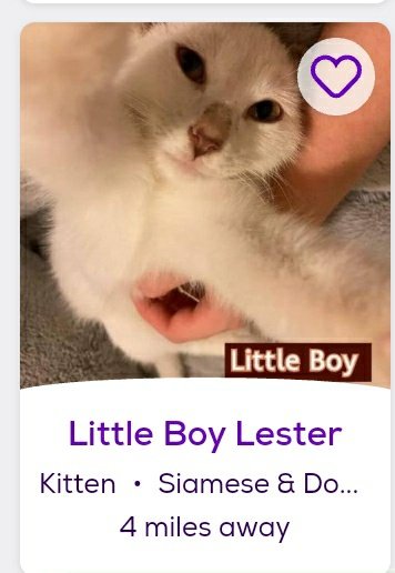thread of cats i found on petfinder w cute and funny names;