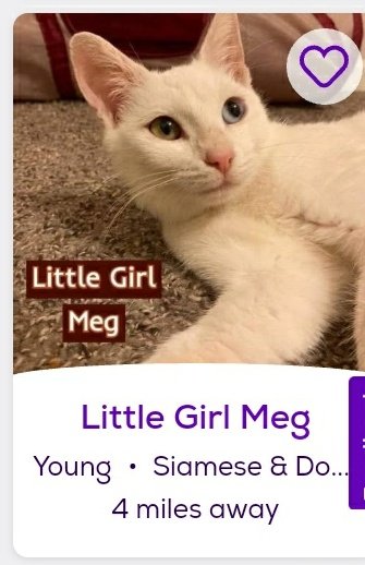 thread of cats i found on petfinder w cute and funny names;