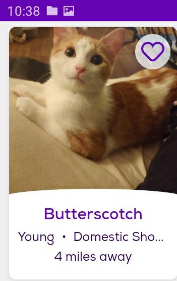 thread of cats i found on petfinder w cute and funny names;