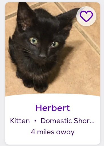 thread of cats i found on petfinder w cute and funny names;