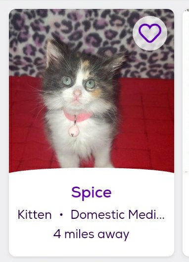 thread of cats i found on petfinder w cute and funny names;