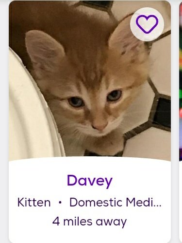 thread of cats i found on petfinder w cute and funny names;