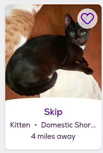 thread of cats i found on petfinder w cute and funny names;