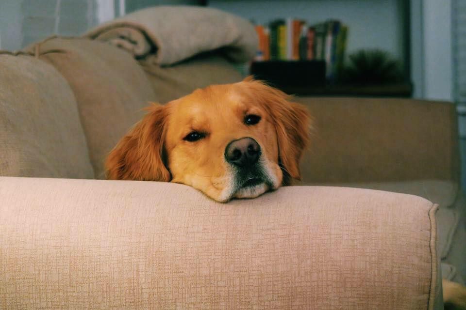 5. The fail-safeIf none of these strategies are working and you still don’t feel super likable in your writing, there is a fail-safe: Write about your pets.If you want to be likable to a mass swath of your readers, write about your pet. It rarely (if ever) fails.