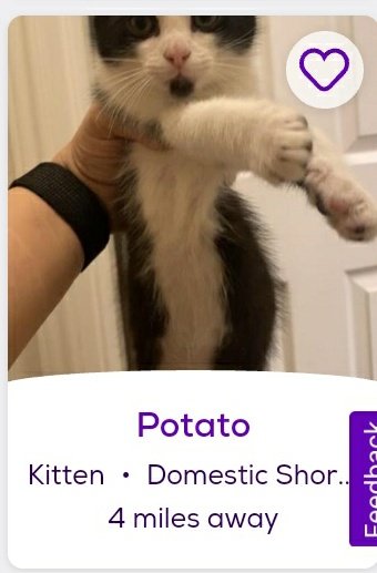 thread of cats i found on petfinder w cute and funny names;